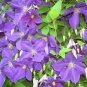 100 Pcs Clematis Plants Real Rare Clematis Plant Outdoor Plant
