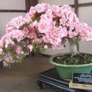 10 Pcs Bonsai Tree Japanese Sakura Bonsai Rare Japanese Cherry Blossoms Flowers