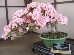 10 Pcs Bonsai Tree Japanese Sakura Bonsai Rare Japanese Cherry Blossoms Flowers