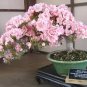 10 Pcs Bonsai Tree Japanese Sakura Bonsai Rare Japanese Cherry Blossoms Flowers
