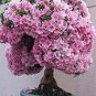 10 Pcs Bonsai Tree Japanese Sakura Bonsai Rare Japanese Cherry Blossoms Flowers