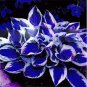100 Pcs Bonsai Hosta Plants, Perennials Jardin Lily Flower Shade Hosta Flower Flores Herb Plants