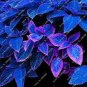 100 Pcs Bonsai Hosta Plants, Perennials Jardin Lily Flower Shade Hosta Flower Flores Herb Plants
