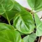 100 Pcs Genuine Mix Philodendron Bonsai