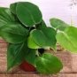 100 Pcs Genuine Mix Philodendron Bonsai