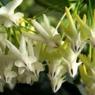 100 Pcs Hoya Seeds Rare Rocket Hoya Flower Seeds