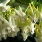 100 Pcs Hoya Seeds Rare Rocket Hoya Flower Seeds