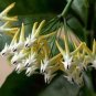 100 Pcs Hoya Seeds Rare Rocket Hoya Flower Seeds