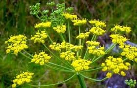 10 Pcs Rue Lithuanian Flowers
