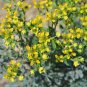 10 Pcs Rue Lithuanian Flowers