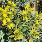 10 Pcs Rue Lithuanian Flowers