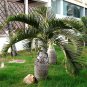 20 Pcs Exotic Bottle Palm Seeds Bonsai Tropical Ornamental Tree Plant Seeds
