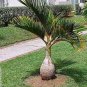 20 Pcs Exotic Bottle Palm Seeds Bonsai Tropical Ornamental Tree Plant Seeds