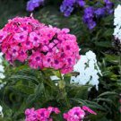 100 Pcs Imported Phlox Flower Bonsai Outdoor Rainbow Exotic Phlox Flower Drummondii Plant