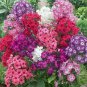 100 Pcs Imported Phlox Flower Bonsai Outdoor Rainbow Exotic Phlox Flower Drummondii Plant