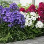 100 Pcs Imported Phlox Flower Bonsai Outdoor Rainbow Exotic Phlox Flower Drummondii Plant