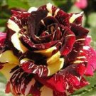 20 Pcs Tiger Stripes Rose Seeds High Germination Rate Stunning Blooms Balcony 20 Pcs Tiger Stripes Rose Seeds High Germination Rate Stunning Blooms Balcony