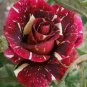 20 Pcs Tiger Stripes Rose Seeds High Germination Rate Stunning Blooms Balcony