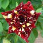 20 Pcs Tiger Stripes Rose Seeds High Germination Rate Stunning Blooms Balcony