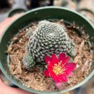 100 Pcs Cactus Rebutia Variety Flowering Color