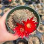 100 Pcs Cactus Rebutia Variety Flowering Color