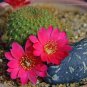 100 Pcs Cactus Rebutia Variety Flowering Color