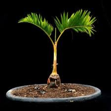 10 Pcs Palm Bonsai Plant Perennial Purification Air Palm Tree