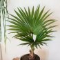 10 Pcs Palm Bonsai Plant Perennial Purification Air Palm Tree