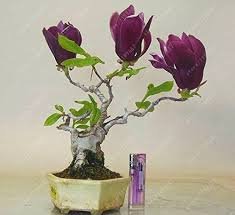 30 Pcs Mini Magnolia Bonsai, Beautiful Flower