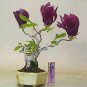 30 Pcs Mini Magnolia Bonsai, Beautiful Flower