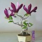 30 Pcs Mini Magnolia Bonsai, Beautiful Flower