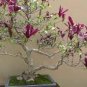 30 Pcs Mini Magnolia Bonsai, Beautiful Flower