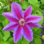 22 Pcs Clematis Plants Real Rare Clematis Plant Outdoor Plant Natural Growth Bonsai