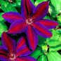 22 Pcs Clematis Plants Real Rare Clematis Plant Outdoor Plant Natural Growth Bonsai