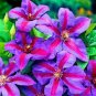22 Pcs Clematis Plants Real Rare Clematis Plant Outdoor Plant Natural Growth Bonsai