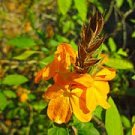 100 Pcs Rare Crossandra Infundibuliformis Grow lings Bonsai