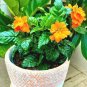 100 Pcs Rare Crossandra Infundibuliformis Grow lings Bonsai