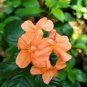 100 Pcs Rare Crossandra Infundibuliformis Grow lings Bonsai