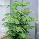 50 Pcs Araucaria Bonsai, Bonsai,Tree
