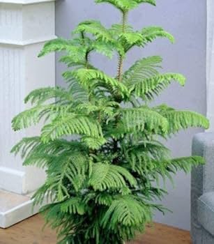 50 Pcs Araucaria Bonsai, Bonsai,Tree