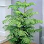 50 Pcs Araucaria Bonsai, Bonsai,Tree
