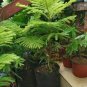 50 Pcs Araucaria Bonsai, Bonsai,Tree