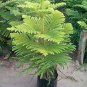 50 Pcs Araucaria Bonsai, Bonsai,Tree