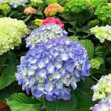 20 Pcs Hydrangea Bonsai Mixed Color Japan Hydrangea Bonsai