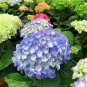 20 Pcs Hydrangea Bonsai Mixed Color Japan Hydrangea Bonsai