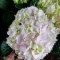 20 Pcs Hydrangea Bonsai Mixed Color Japan Hydrangea Bonsai