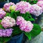 20 Pcs Hydrangea Bonsai Mixed Color Japan Hydrangea Bonsai