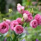 100 Pcs Rare Eustoma Seeds Perennial Flowering Plants