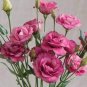 100 Pcs Rare Eustoma Seeds Perennial Flowering Plants