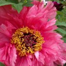 10 Pcs Chinese Rare and Precious Species of Blue Peony Flower Bonsai